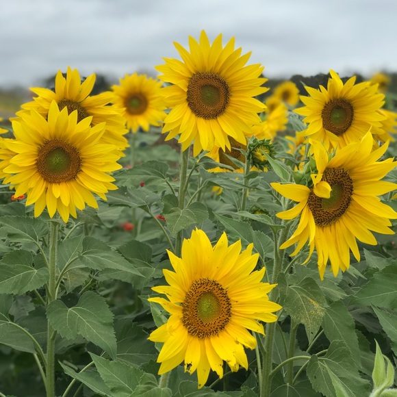 Meet your Posher, Mary kate - Picture 1 of 1